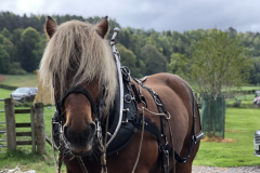 Tarzan, the horse of Highland Horse Loggers was the star of the show