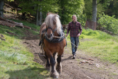 Tarzan & Simon of Highland Horse Loggers were a hit