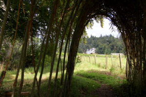 Logie house through the willow on a walk from Logie Steading: Logie House through the willow arch