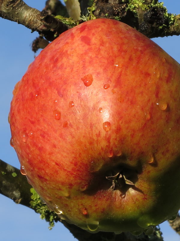 Howgate Wonder apple grown in Logie House Garden