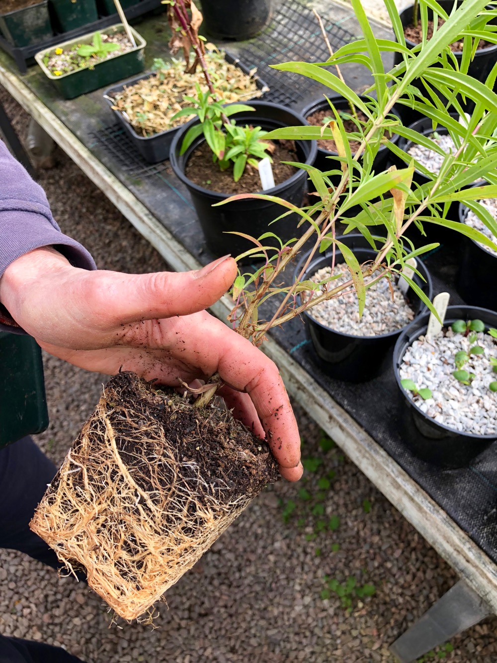 potted plant root system ready to be trimmed in Logie plant nursery