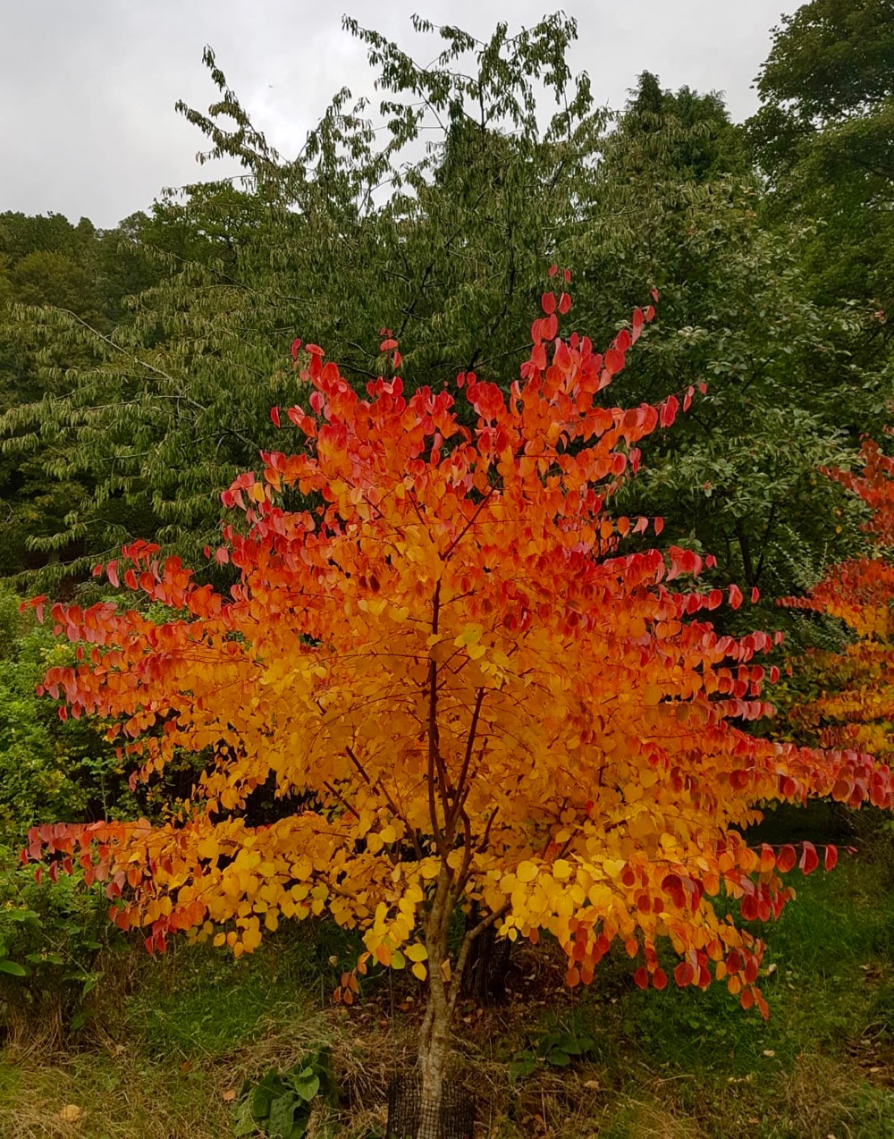 flaming Cercidiphyllum at Logie steading