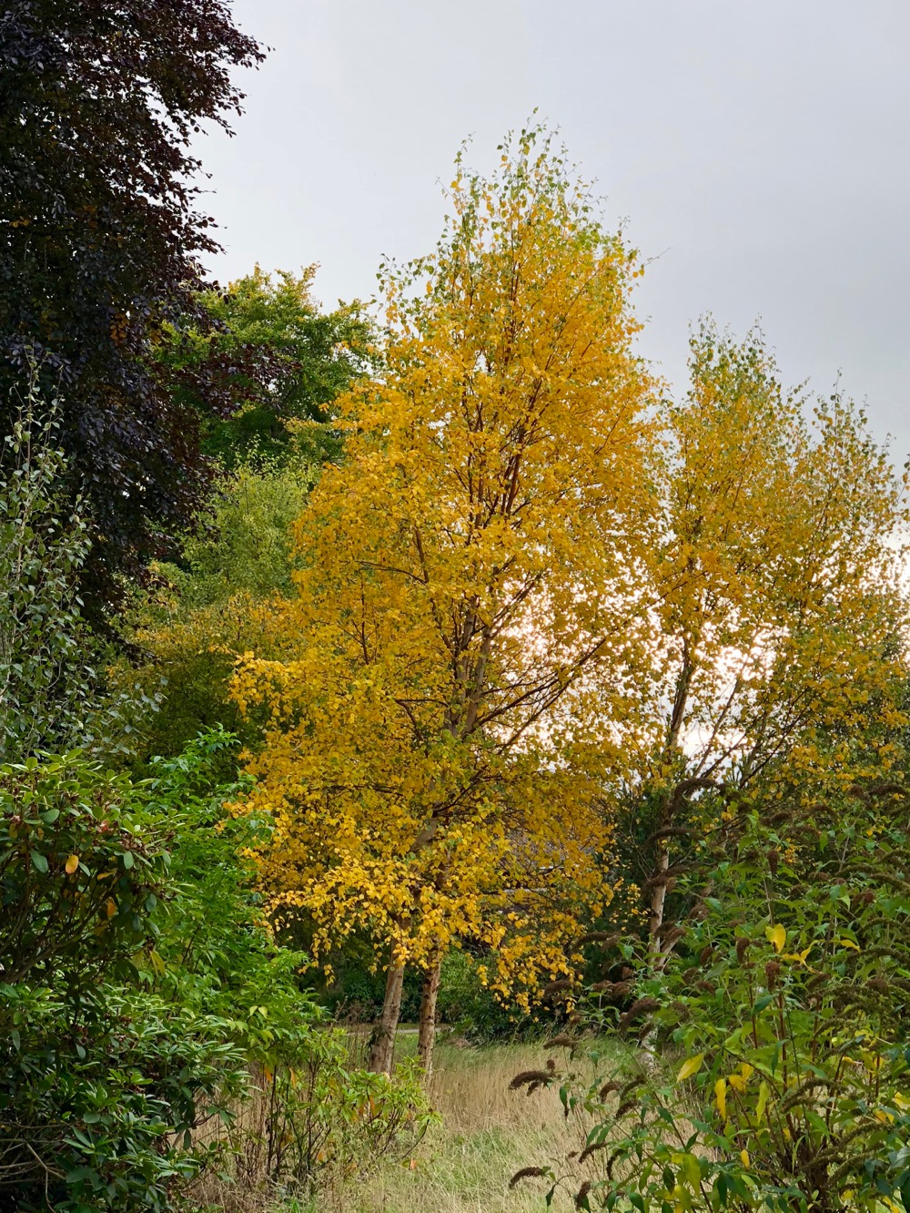 Yellow Birch at Logie Steading