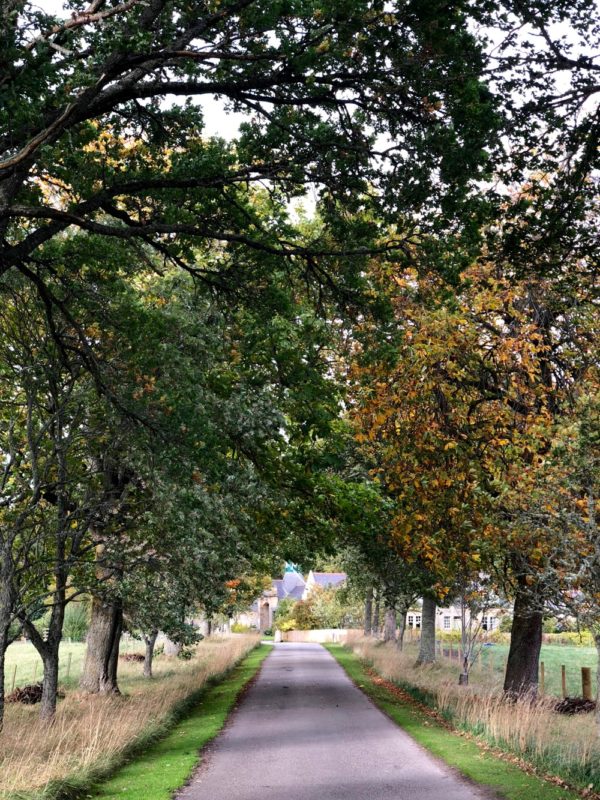 Logie Steading drive in early Autumn