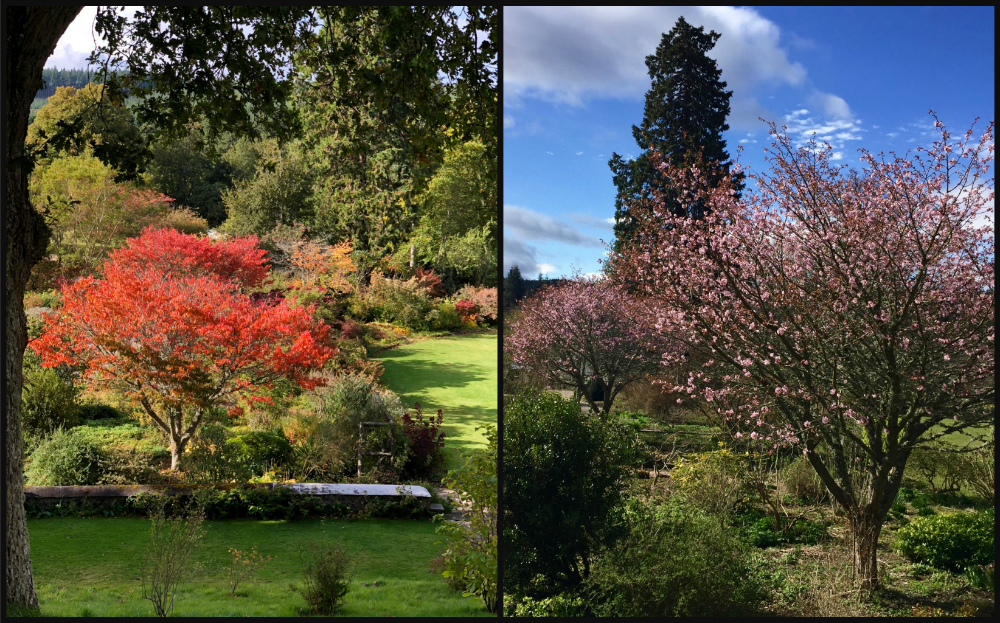 Ornamental Cherry Tree in Logie House Garden in Autumn and Spring