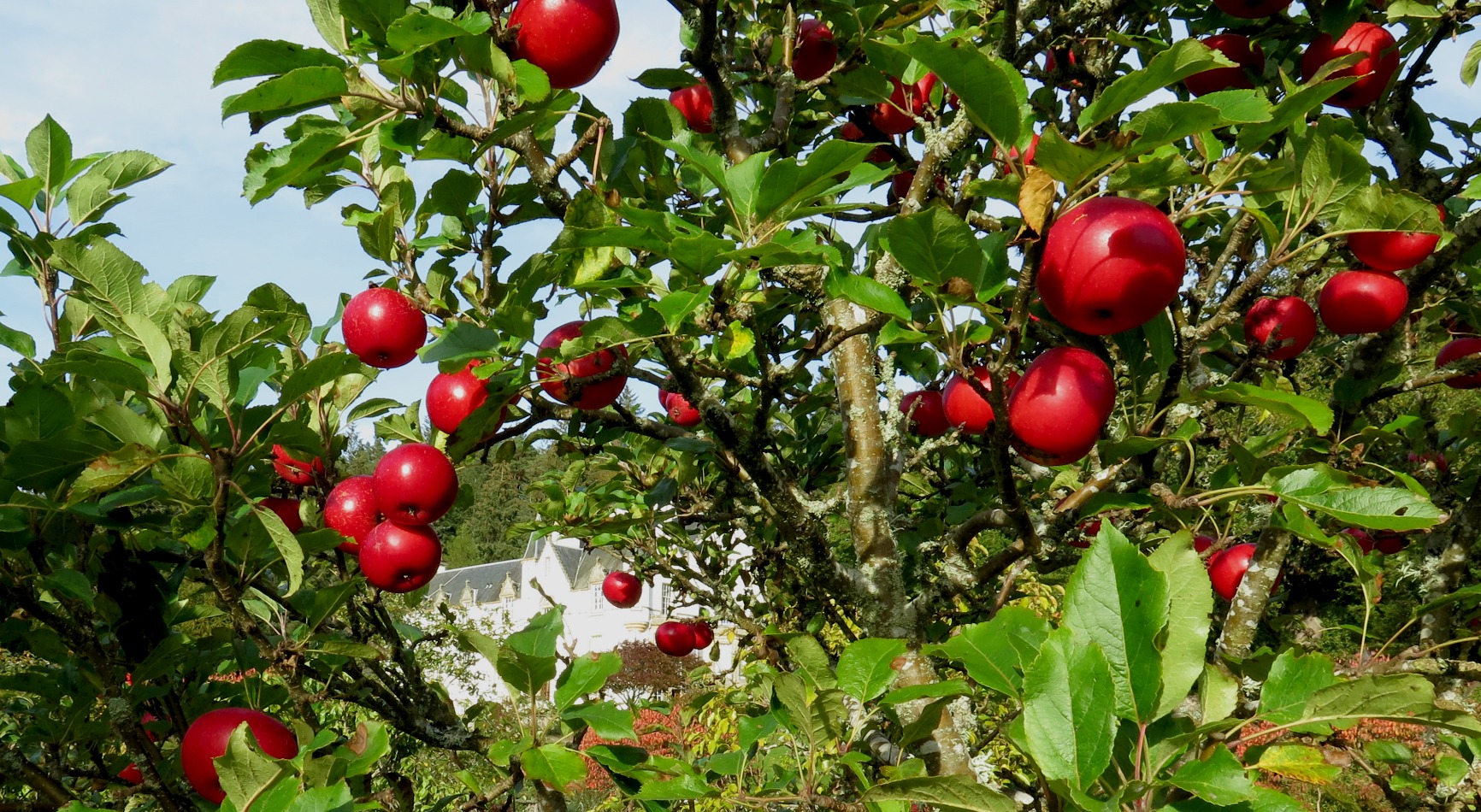 discovery apples in the Logie Orchard