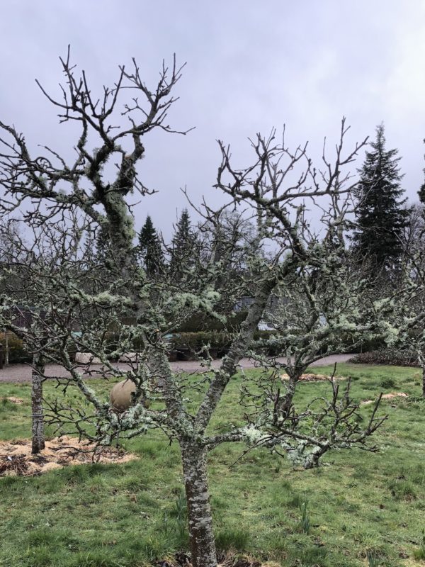 pruned tree in Logie House Garden