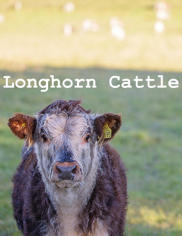 Longhorn Cattle raised at Logie Steading