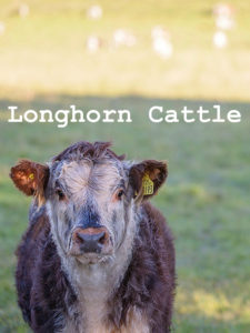 Longhorn Cattle at Logie