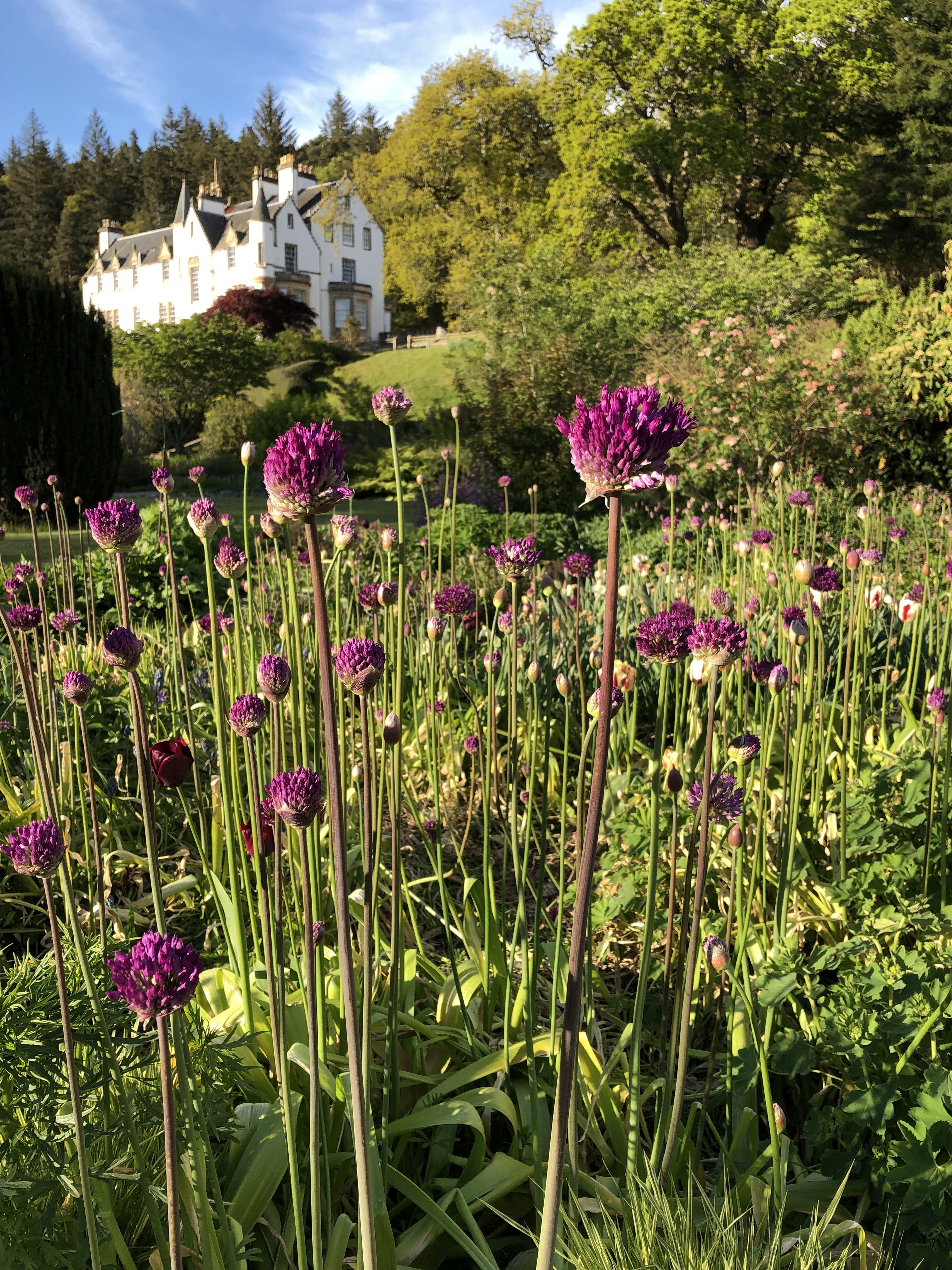 alliums and house in Logie House Garden