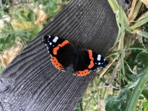 butterfly in Logie House Garden