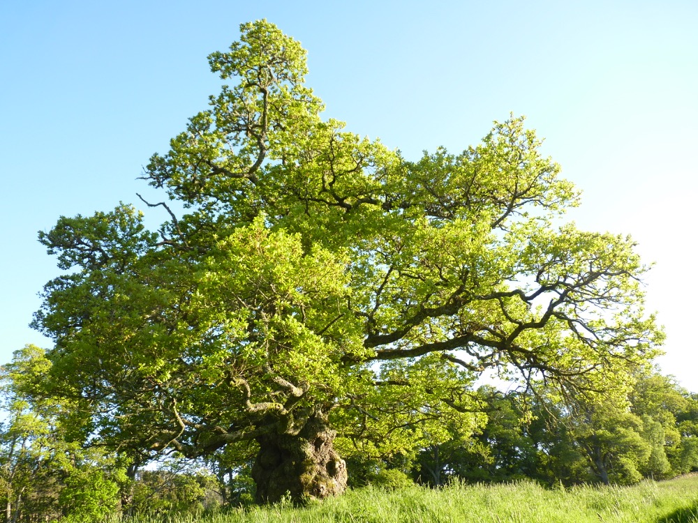 mighty oak tree