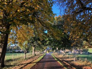 Logie Steading drive in Autumn