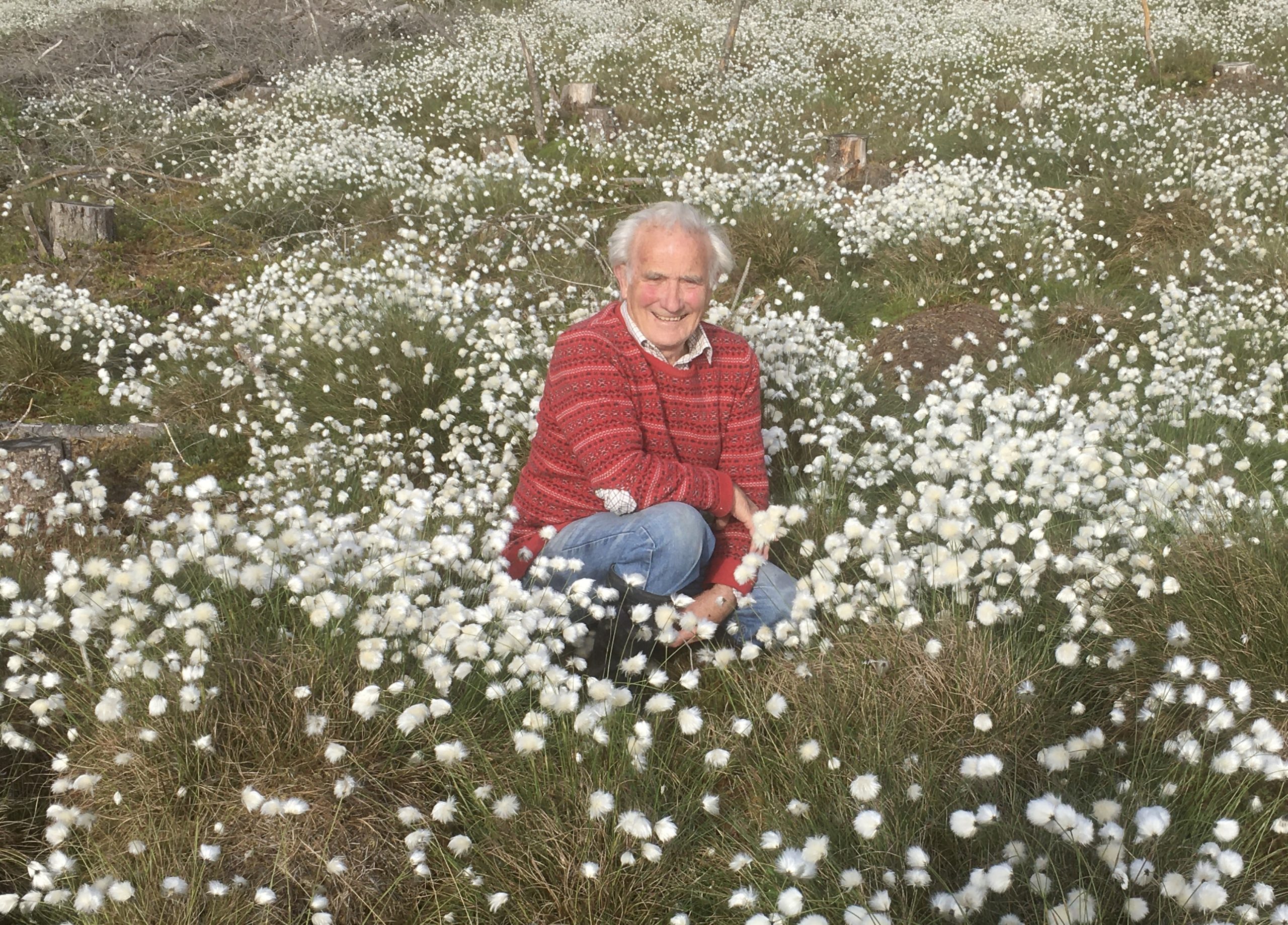 Roy Dennis in Cottongrass