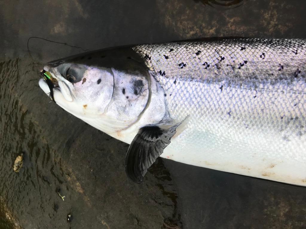 an April salmon from the Findhorn at Logie