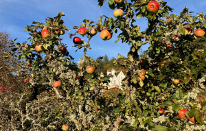 Logie House - Autumn Apples