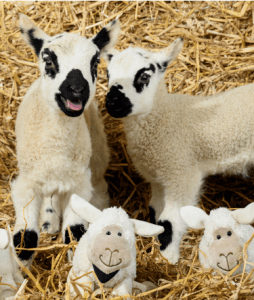 Lambs in hay