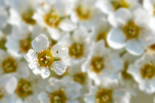 Gary M white flowers
